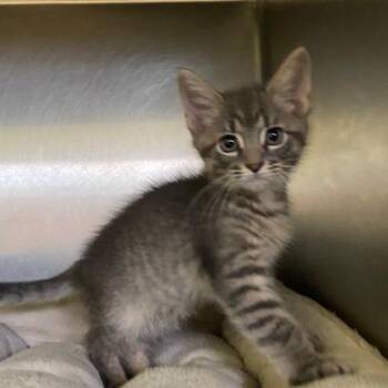 Smoke -  Domestic Short Hair Cat for Adoption in Dayton, Ohio - Smoke | PetCurious