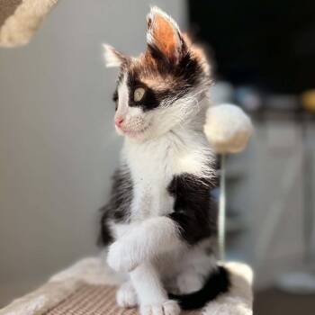 Mittens -  Domestic Short Hair Cat for Adoption in West Olive, Michigan - Mittens | PetCurious