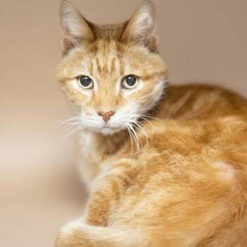Domestic Short Hair and American Shorthair Cats Available for Adoption - Chester | PetCurious