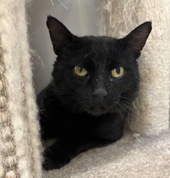 Rescue Domestic Short Hair Cats for Adoption in Richland Center, Wisconsin - Collin | PetCurious