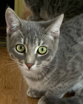 Rescue Domestic Short Hair Cats for Adoption in Salinas, California - Dove | PetCurious