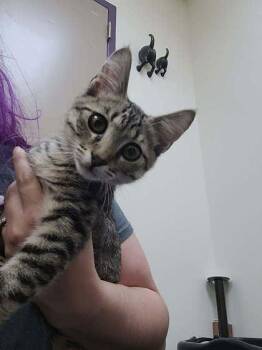 Pickle -  Domestic Short Hair Cat for Adoption in Memphis, Tennessee - Pickle | PetCurious