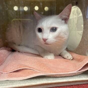 Domestic Short Hair Cats Available for Adoption in Pasadena, California - Blanca | PetCurious