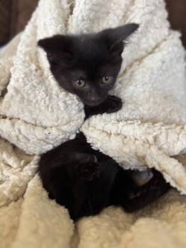 Poblano -  American Shorthair Cat for Adoption in Hagaman, New York - Poblano | PetCurious