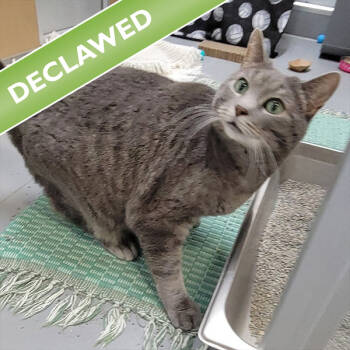 Rescue Domestic Short Hair Cats for Adoption in Des Moines, Iowa - Ash | PetCurious