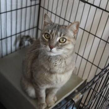 Domestic Short Hair Cats Available for Adoption in Yucca Valley, California - June | PetCurious