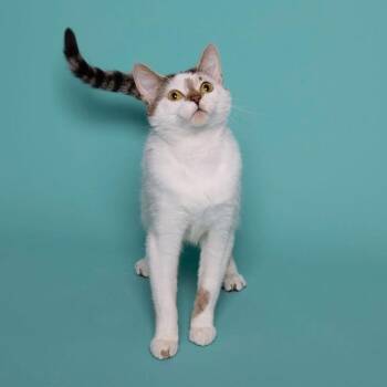 Paulette -  Domestic Short Hair Cat for Adoption in Bismarck, North Dakota - Paulette | PetCurious