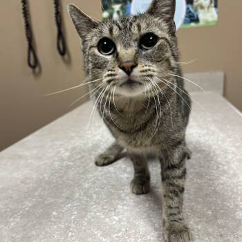 Domestic Short Hair and Tabby Cats Available for Adoption in Omaha, Nebraska - Chatty Patty | PetCurious