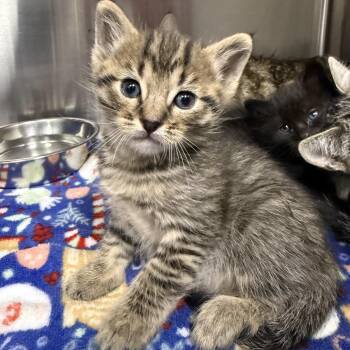 Bean 53811 -  Domestic Medium Hair Cat for Adoption in Las Vegas, Nevada - Bean 53811 | PetCurious