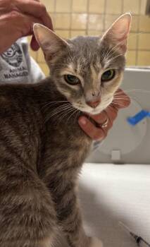 Rescue Domestic Short Hair Cats for Adoption in Greenfield, Indiana - Mamba | PetCurious