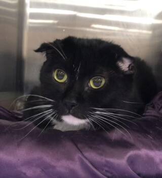 Denver -  Tuxedo and Domestic Short Hair Cat for Adoption in Greensburg, Pennsylvania - Denver | PetCurious