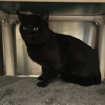 Bluegrass Banjo -  Domestic Short Hair Cat for Adoption in Cheyenne, Wyoming - Bluegrass Banjo | PetCurious