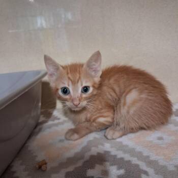 Rum -  Domestic Short Hair Cat for Adoption in Gautier, Mississippi - Rum | PetCurious