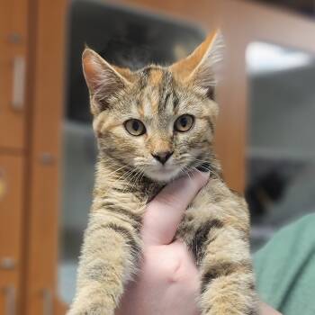 Rescue Domestic Short Hair Cats for Adoption in Troy, Illinois - Brittany | PetCurious