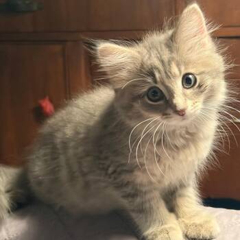Etta -  Domestic Medium Hair Cat for Adoption in Marshall, Virginia - Etta | PetCurious