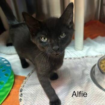 Alfie -  Domestic Short Hair Cat for Adoption in Knoxville, Tennessee - Alfie | PetCurious