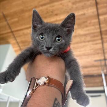 Bang Bang -  Domestic Short Hair Cat for Adoption in Leander, Texas - Bang Bang | PetCurious