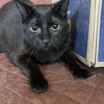 Rescue Domestic Short Hair and Bombay Cats for Adoption in Farmington, Minnesota - Winifred | PetCurious