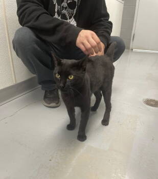 Rescue Domestic Short Hair Cats for Adoption in Covington, Virginia - Goose | PetCurious