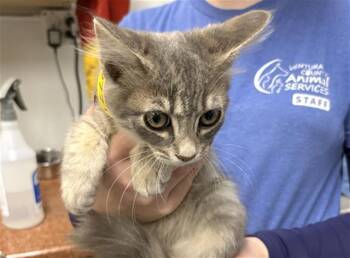 A887771 -  Domestic Short Hair Cat for Adoption in Camarillo, California - A887771 | PetCurious
