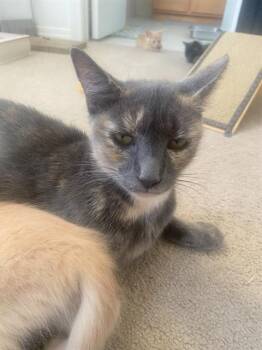 Rescue Domestic Short Hair Cats for Adoption in Camarillo, California - MOLLY WEASLEY | PetCurious