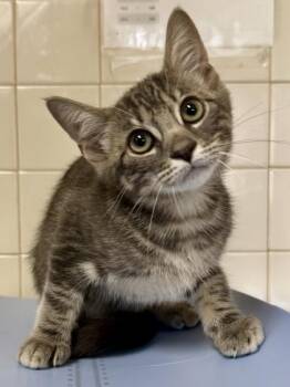 Cerave -  Domestic Short Hair Cat for Adoption in San Antonio, Texas - Cerave | PetCurious