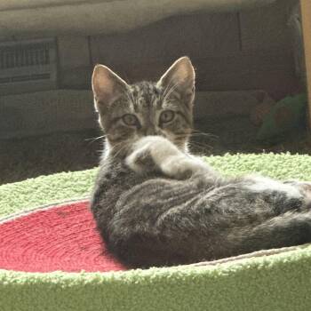 Philly -  Domestic Short Hair Cat for Adoption in Ben Avon, Pennsylvania - Philly | PetCurious