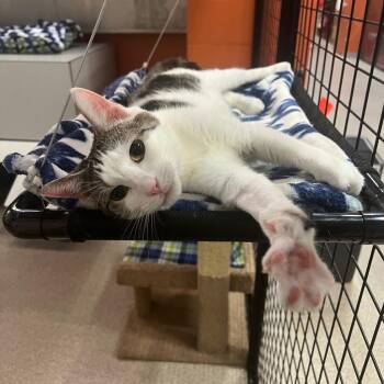 Kitty Marlee -  Domestic Short Hair Cat for Adoption in Sarasota, Florida - Kitty Marlee | PetCurious