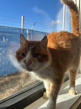 Domestic Short Hair Cats Available for Adoption - Goob | PetCurious