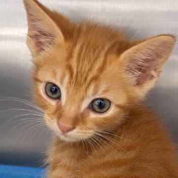 Bob the builder -  Domestic Short Hair Cat for Adoption in Corbin, Kentucky - Bob The Builder | PetCurious