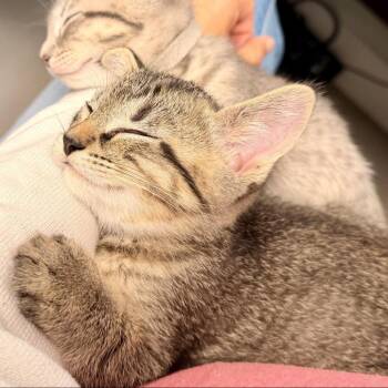 American Shorthair Cats Available for Adoption in Freeport, Florida - Caramel | PetCurious