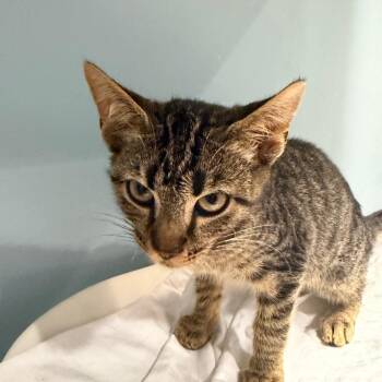 Jean Grey -  Domestic Short Hair Cat for Adoption in Chattanooga, Tennessee - Jean Grey | PetCurious