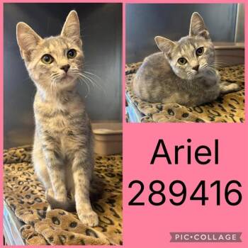 ARIEL -  Domestic Short Hair Cat for Adoption in Macon, Georgia - ARIEL | PetCurious