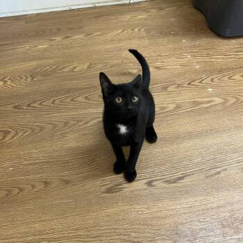 Domestic Short Hair Cats Available for Adoption in Austin, Texas - Nature Valley | PetCurious