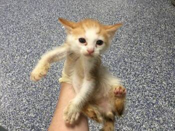 A1934280 -  Domestic Short Hair Cat for Adoption in Thousand Palms, California - A1934280 | PetCurious