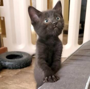 Rescue Domestic Short Hair Cats for Adoption in Temecula, California - Luka | PetCurious