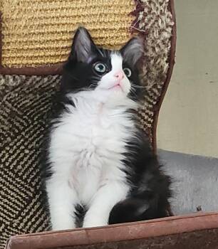 Versace -  Domestic Long Hair Cat for Adoption in Wayne, New Jersey - Versace | PetCurious