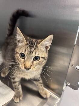 Janette -  Domestic Short Hair Cat for Adoption in Hilton Head Island, South Carolina - Janette | PetCurious