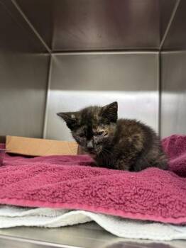 Domestic Short Hair Cats Available for Adoption in Pasadena, Texas - A184290 | PetCurious
