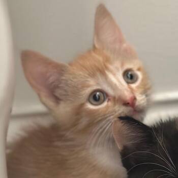 Hera -  Domestic Short Hair Cat for Adoption in Brownsboro, Alabama - Hera | PetCurious