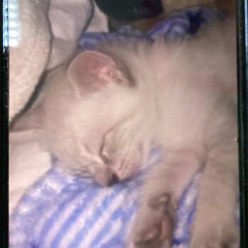 Hummer -  Siamese Cat for Adoption in New Orleans, Louisiana - Hummer | PetCurious