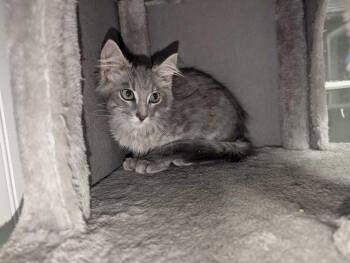 SPERRIE -  Domestic Medium Hair Cat for Adoption in Athens, Alabama - SPERRIE | PetCurious