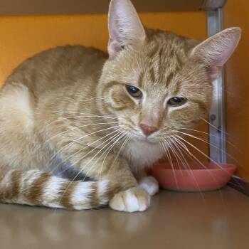 Domestic Short Hair Cats Available for Adoption - Georgie | PetCurious