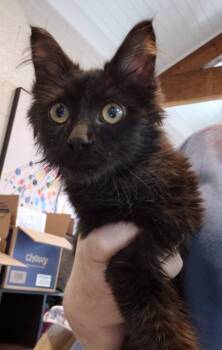 Count Catula -  Domestic Long Hair Cat for Adoption in Chattanooga, Tennessee - Count Catula | PetCurious