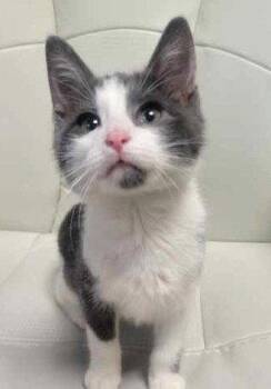 Domestic Short Hair Cats Available for Adoption in Lenexa, Kansas - Alvin | PetCurious