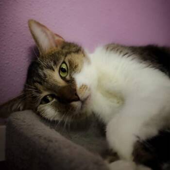 Lola -  Domestic Short Hair Cat for Adoption in Shelbyville, Indiana - Lola | PetCurious