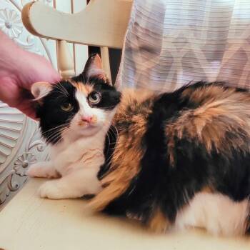 Meisha -  Domestic Long Hair Cat for Adoption in Indianapolis, Indiana - Meisha | PetCurious