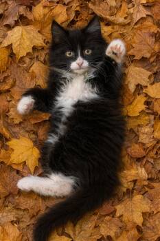 Rescue Domestic Short Hair Cats for Adoption in Ssl, Utah - Pesto | PetCurious