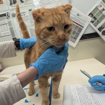 Curly -  Domestic Short Hair Cat for Adoption in Lynchburg, Virginia - Curly | PetCurious