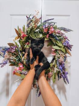 Wrapper -  Domestic Medium Hair Cat for Adoption in Goodyear, Arizona - Wrapper | PetCurious
